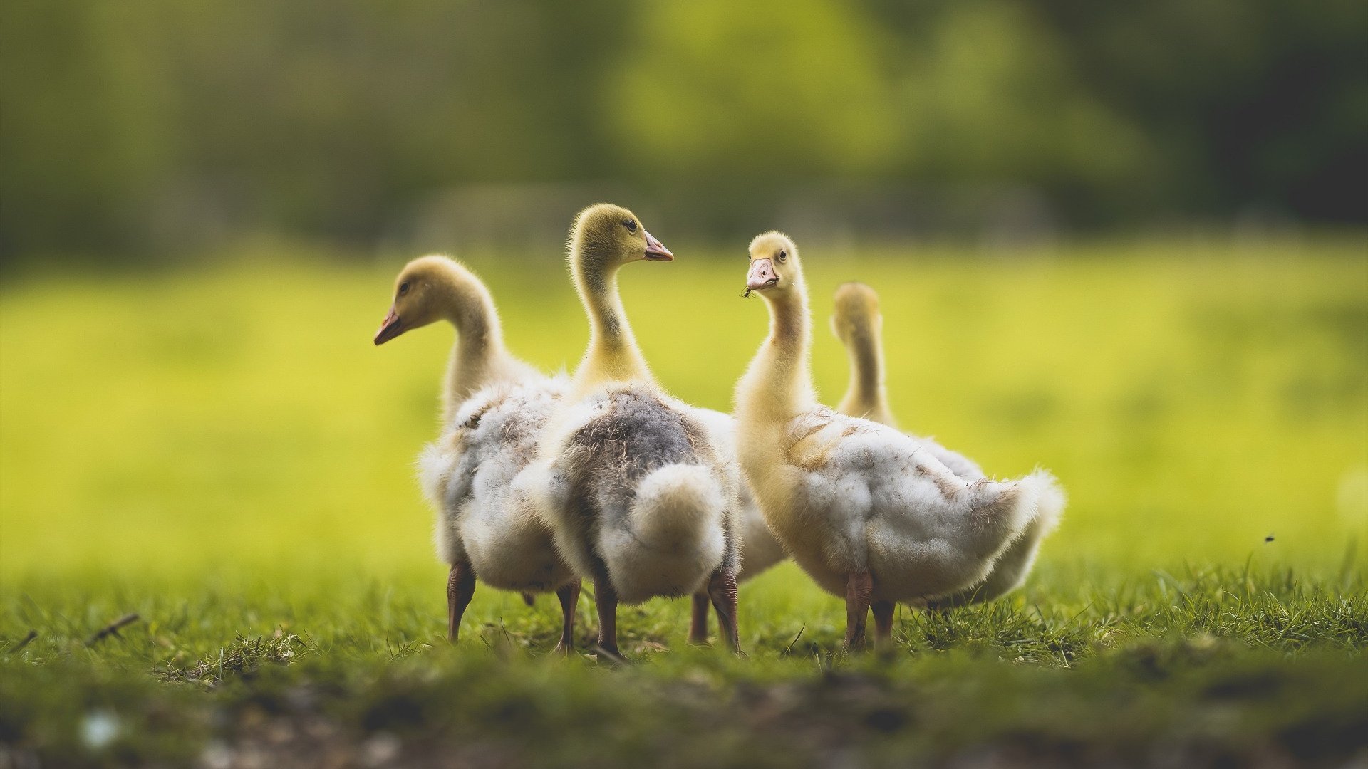 阿坎吉的统治时刻，墨西哥式战术如何窒息奥地利，定义美加墨世界杯的经典之战